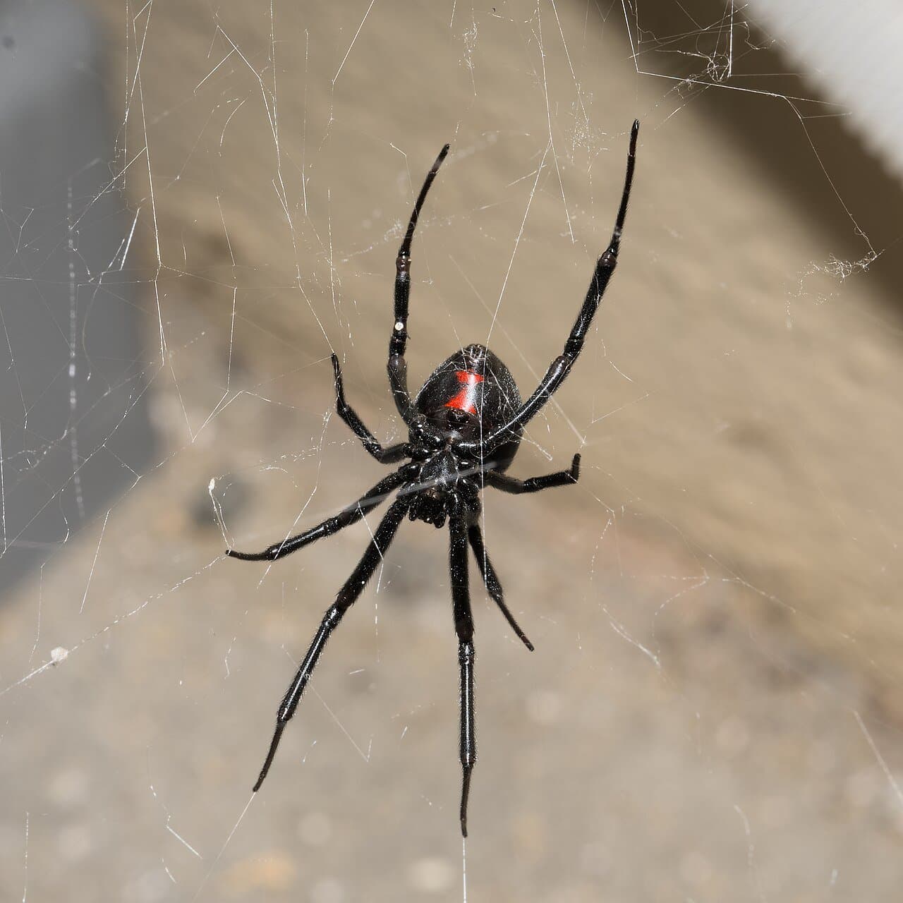 A black western black widow spider with a red hourglass hanging in its web.