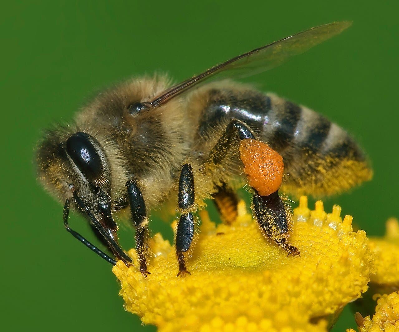 A western honey bee with orange pollen on its legs feeding on a yellow flower.