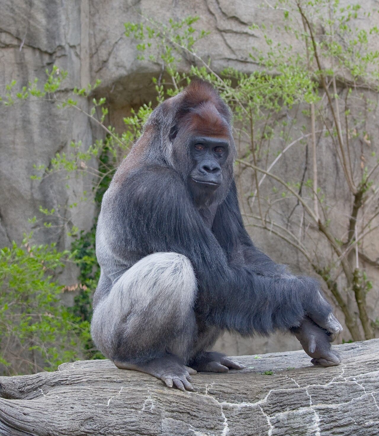 An adult male western lowland gorilla sitting on a log and looking at the camera.