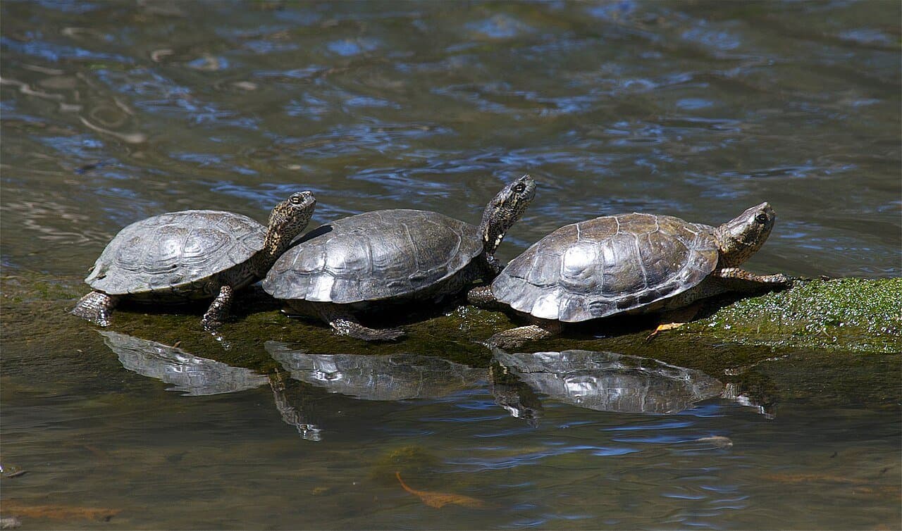 Three western pond turtles basking on a log in water.