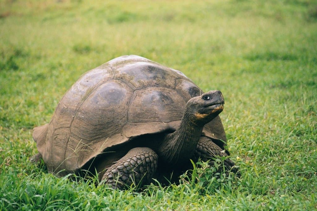 A Galápagos giant tortoise with a domed shell resting on grass.