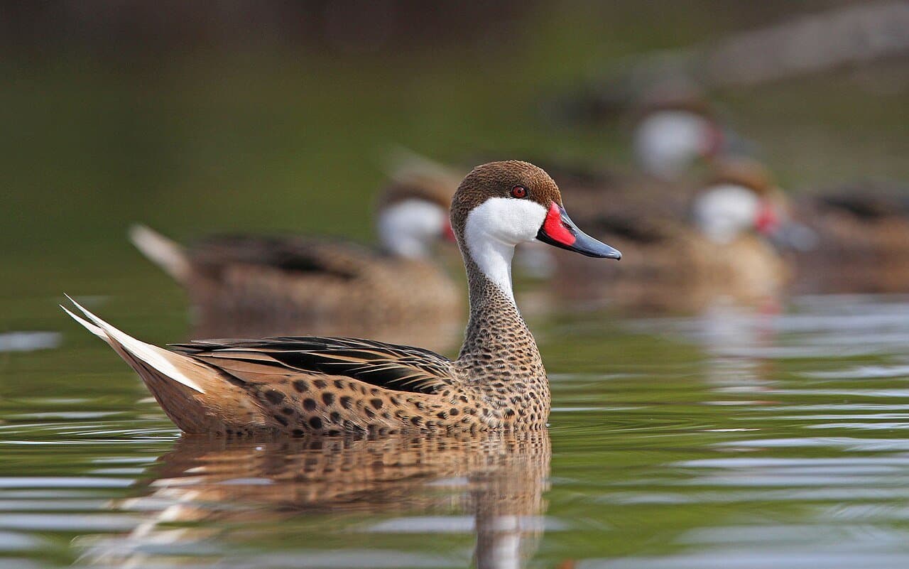 A white-cheeked pintail with a red-based bill swimming.