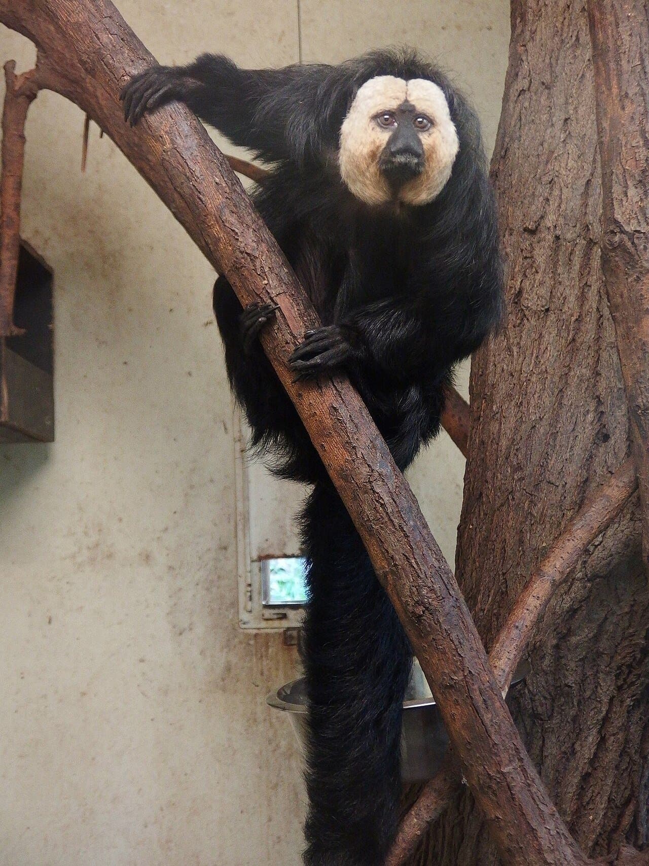 A black male white-faced saki with a pale face climbing a branch.