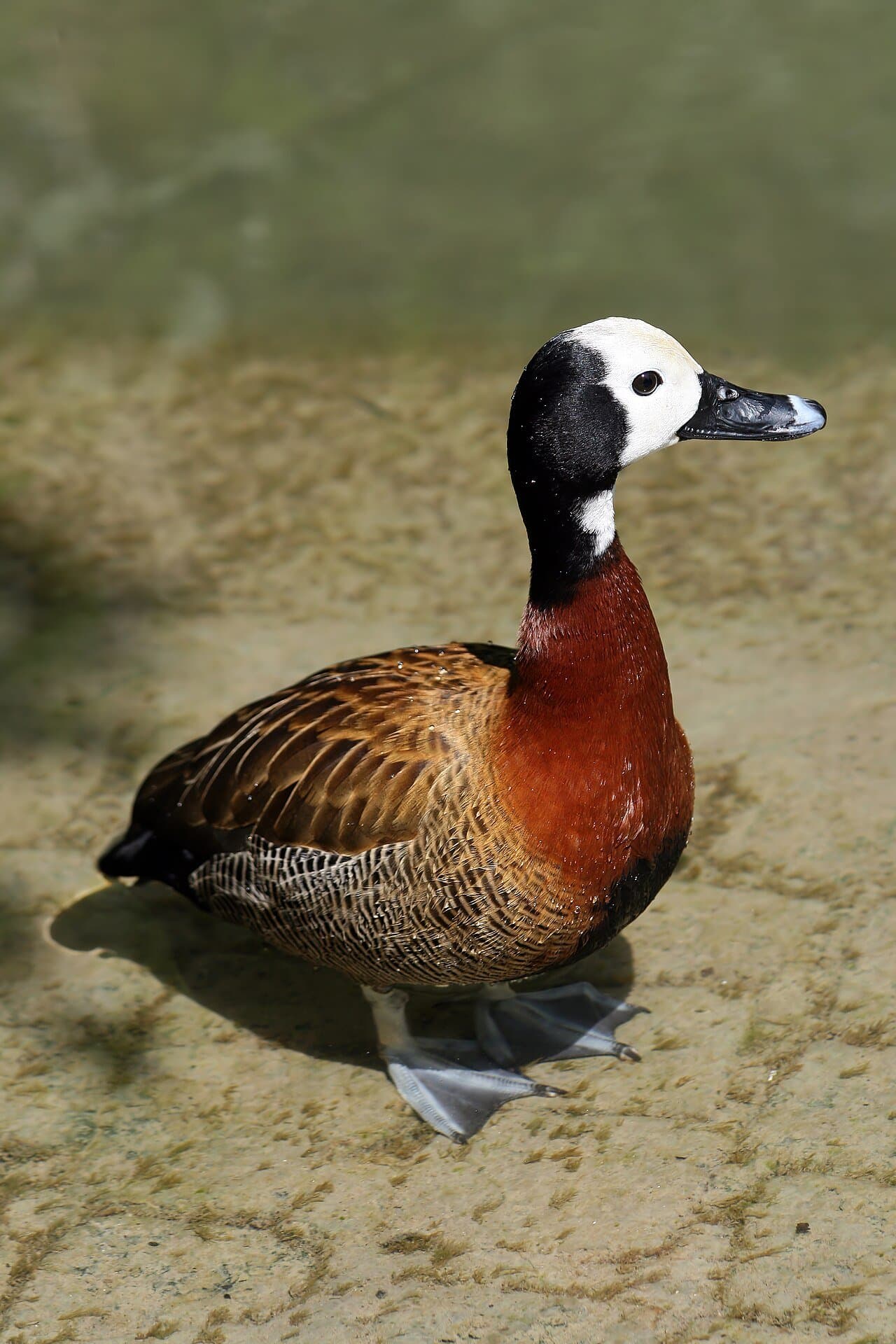 A white-faced whistling duck with a chestnut breast standing on sand.