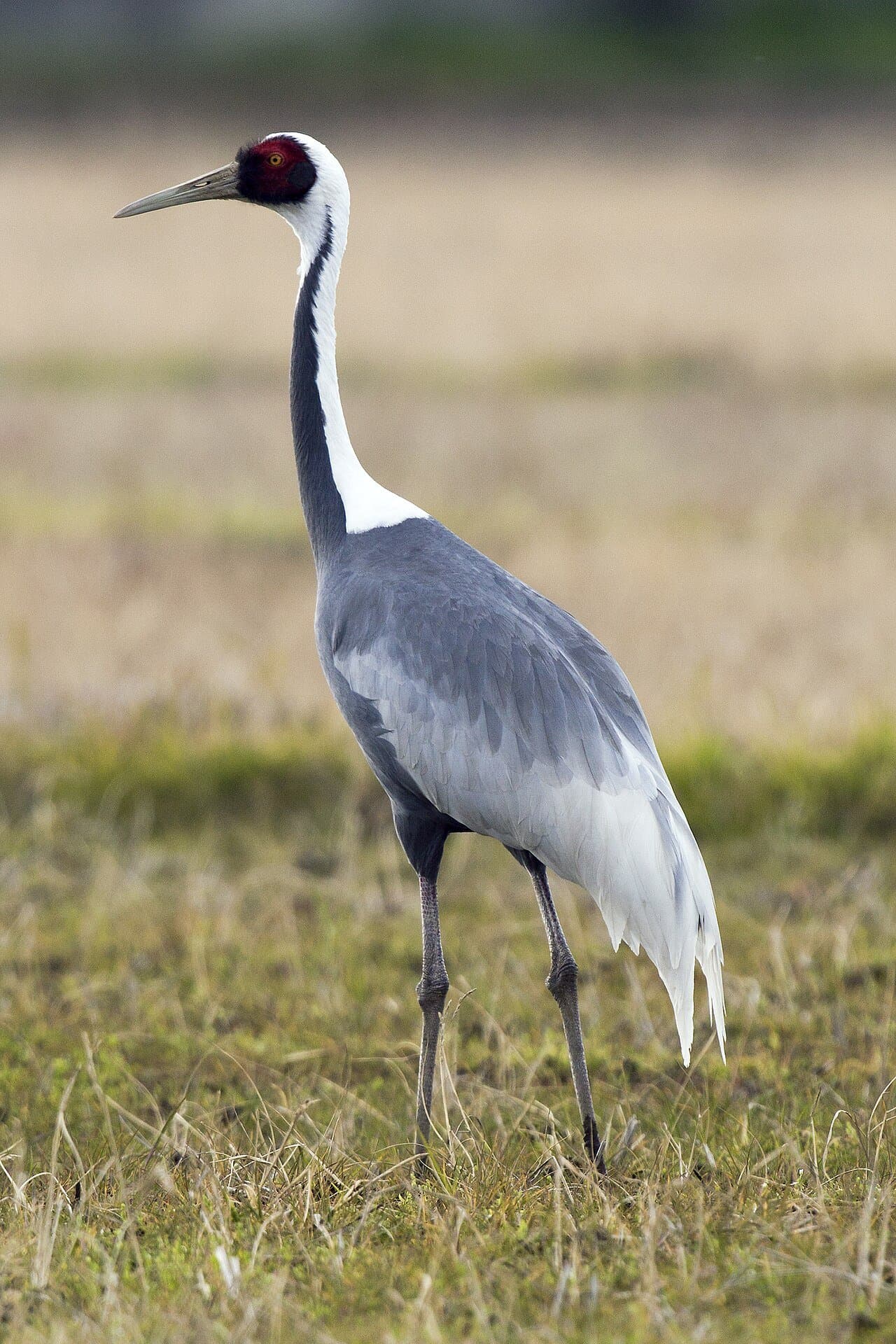 A gray white-naped crane with a red face patch standing in a field.