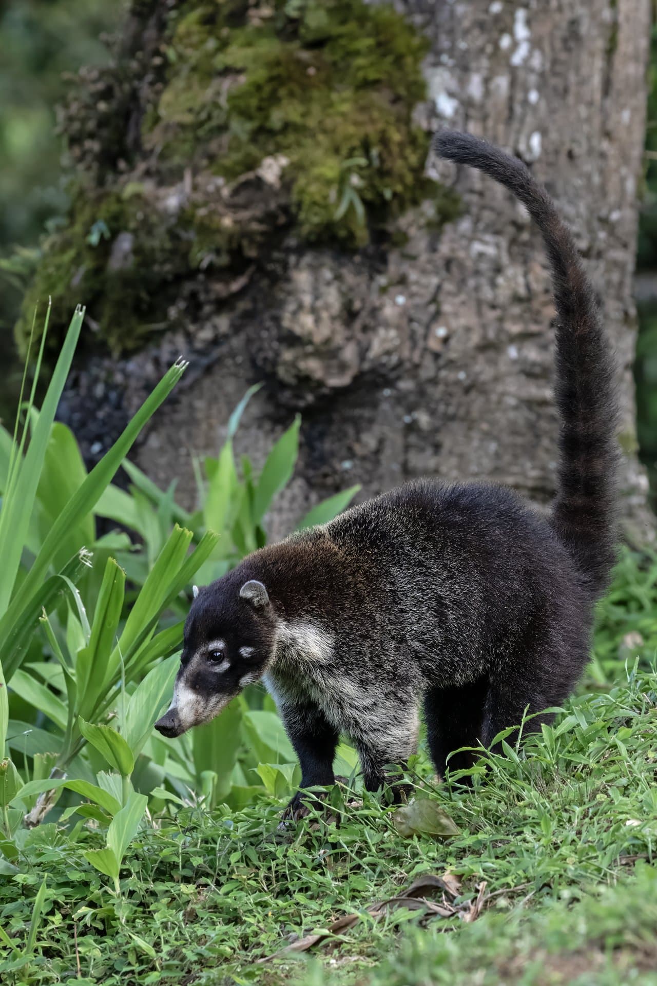 A brown white-nosed coati walking beside a tree.