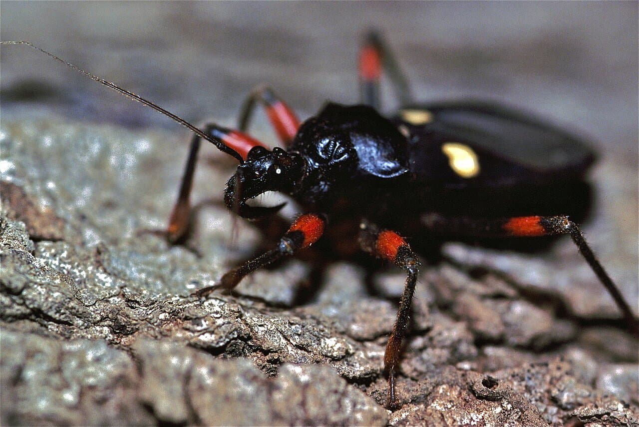 A black white-spotted assassin bug with red leg bands on bark.