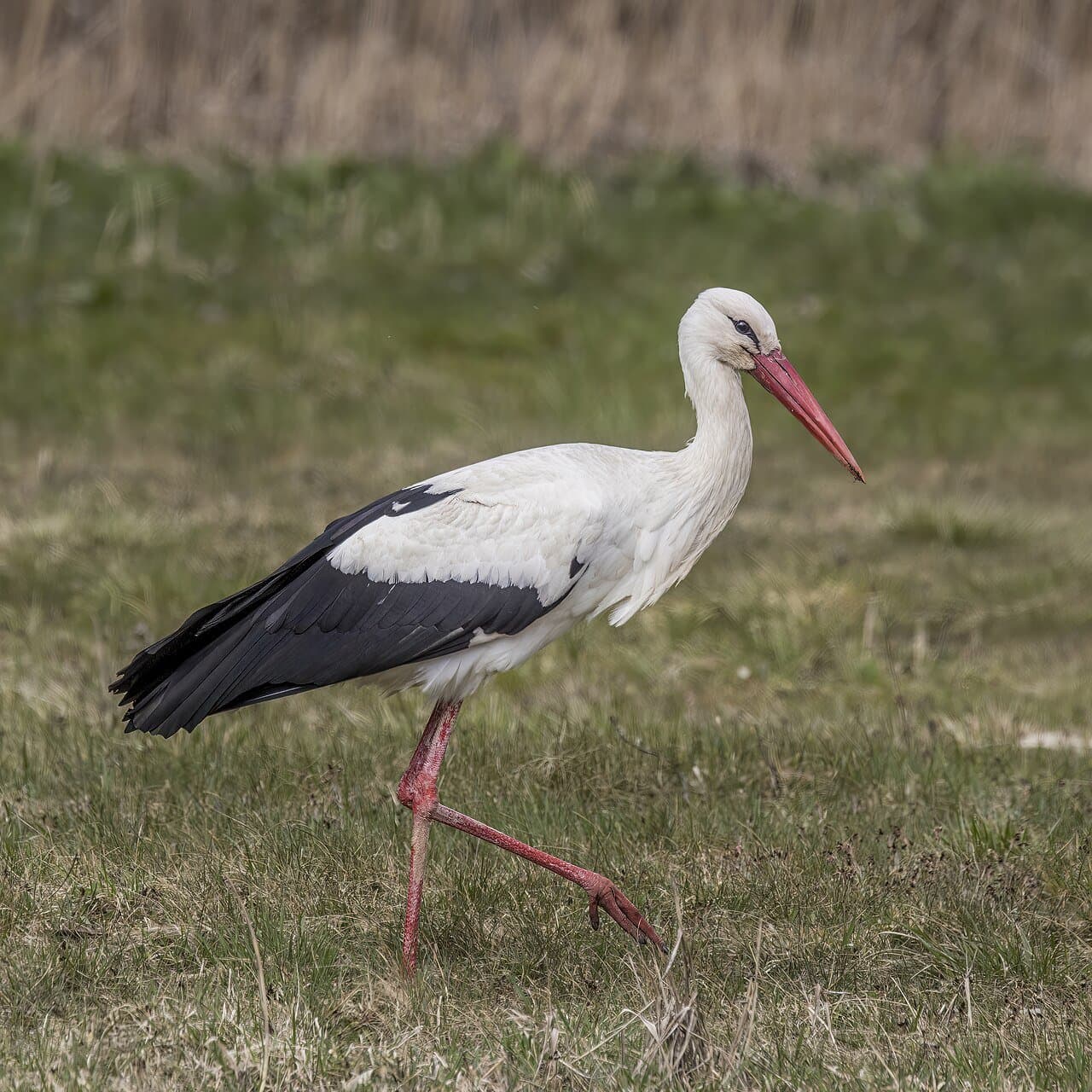A white stork with black wing feathers and a red bill walking in grass.