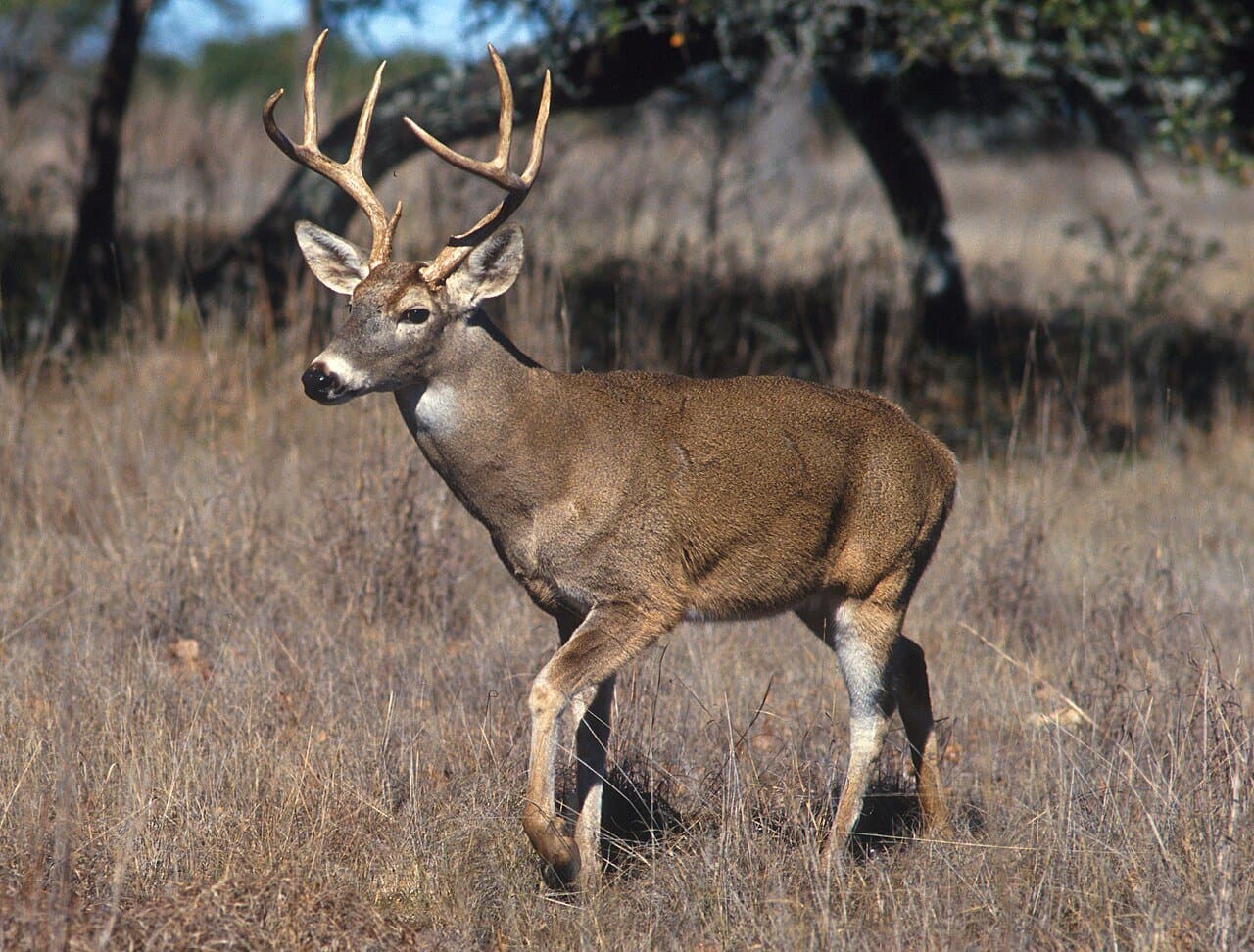 A male white-tailed deer with antlers standing in dry grass.