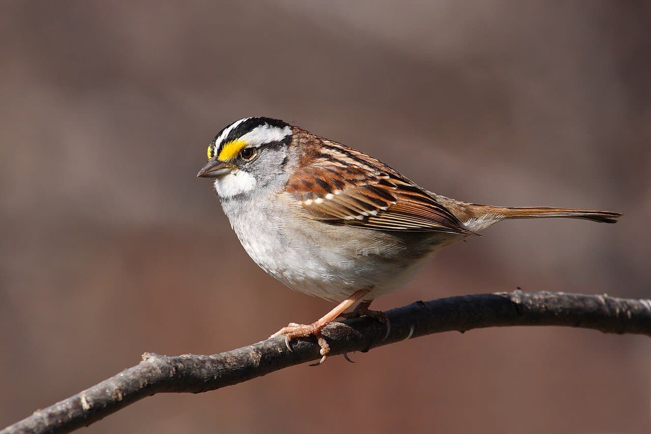A white-throated sparrow with a striped head perched on a branch.
