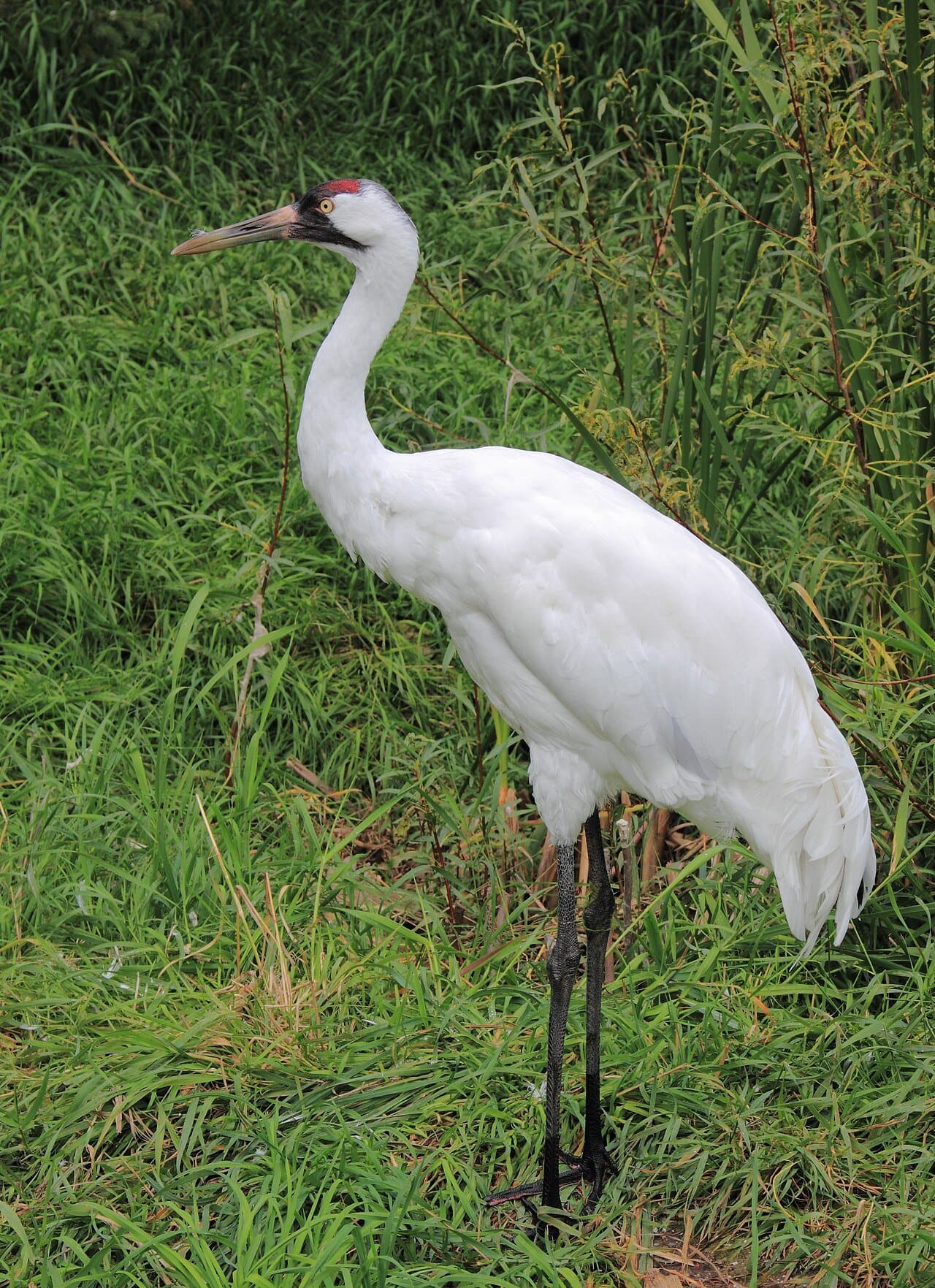 A tall white whooping crane standing in grass.