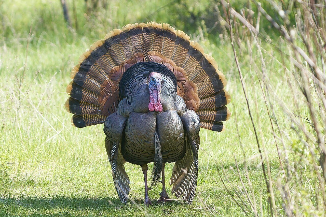 A wild turkey with its tail fanned out on grass.