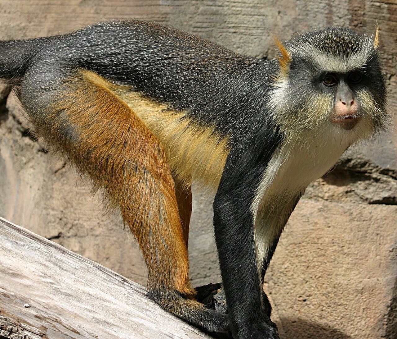 A Wolf's guenon with gray, orange and white fur standing on a log.