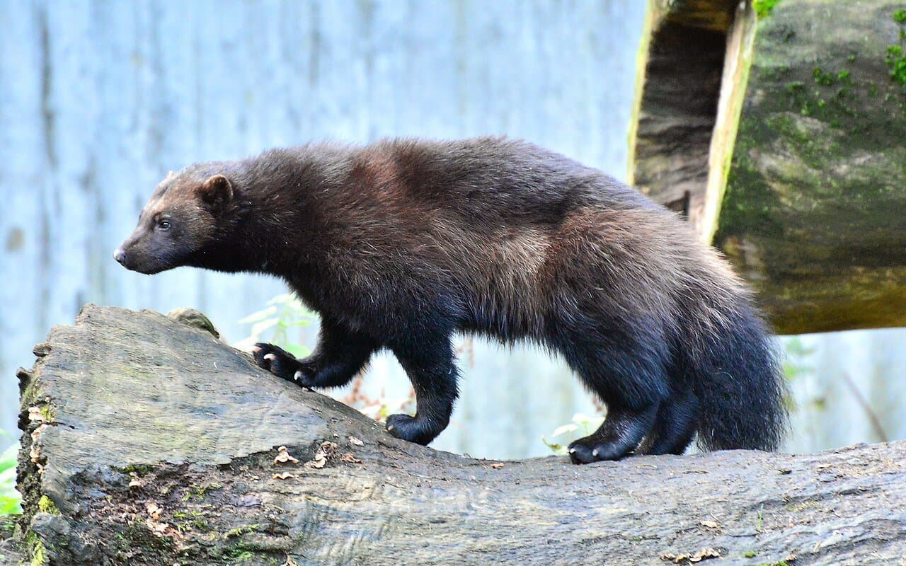 A dark brown wolverine walking along a log.