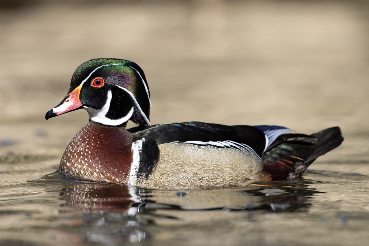 A colorful male wood duck with a crested head swimming.