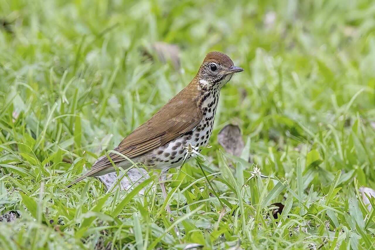 A brown wood thrush with a spotted chest standing in grass.