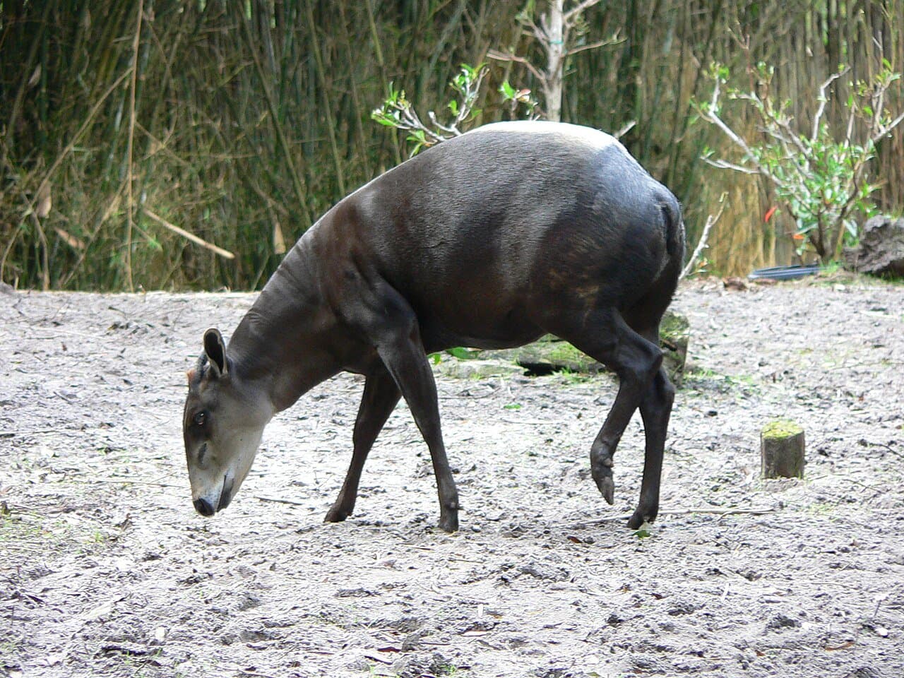 A dark yellow-backed duiker grazing on sandy ground.