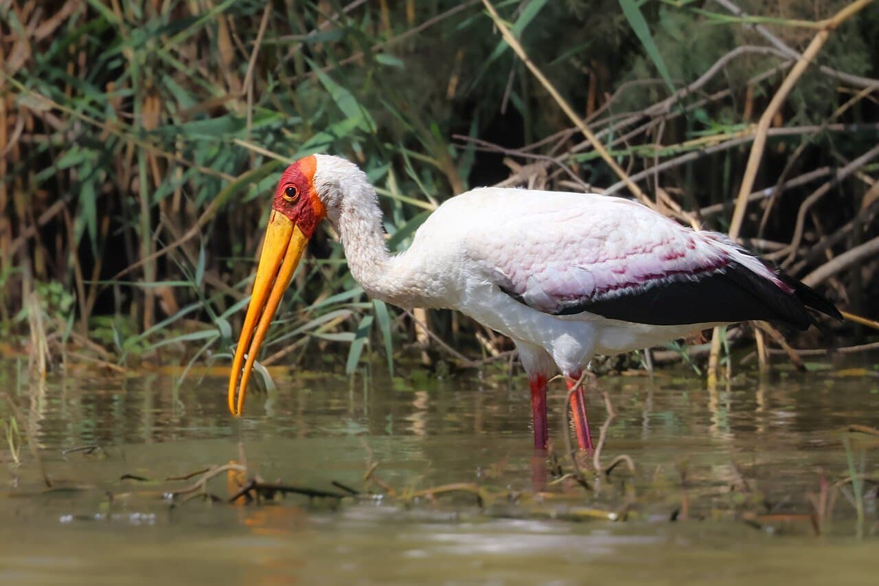 A white yellow-billed stork with a red face wading in water.