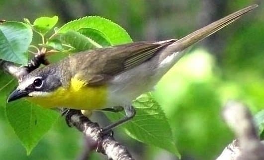 A yellow-breasted chat with a white eye ring among leaves.