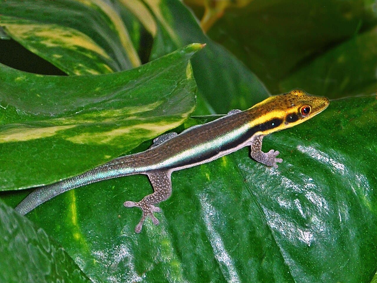 A yellow-headed day gecko with turquoise stripes on a green leaf.