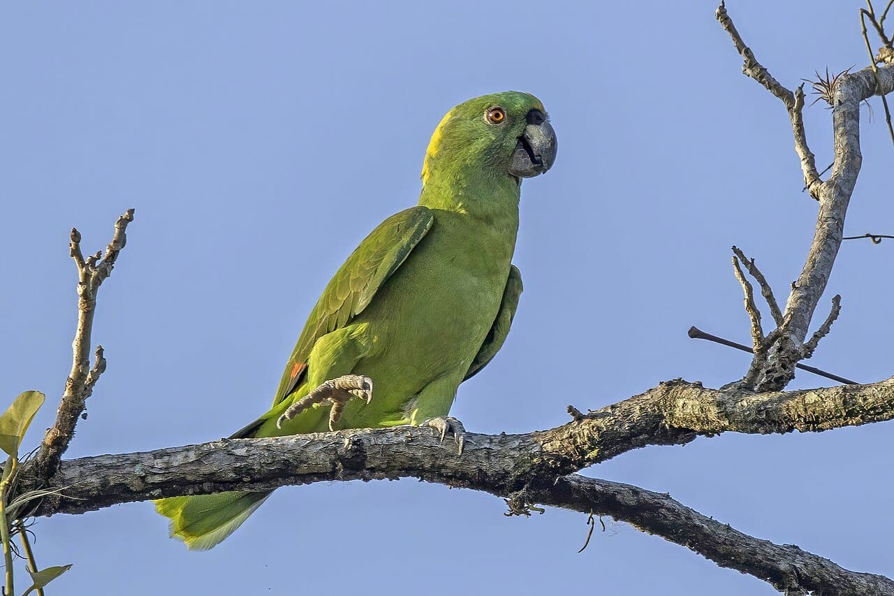 A green yellow-naped amazon parrot perched on a bare branch.