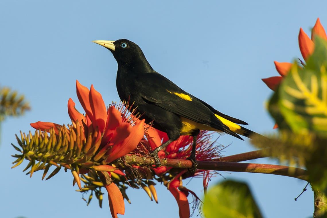 A black yellow-rumped cacique with yellow wing patches perched among red flowers.