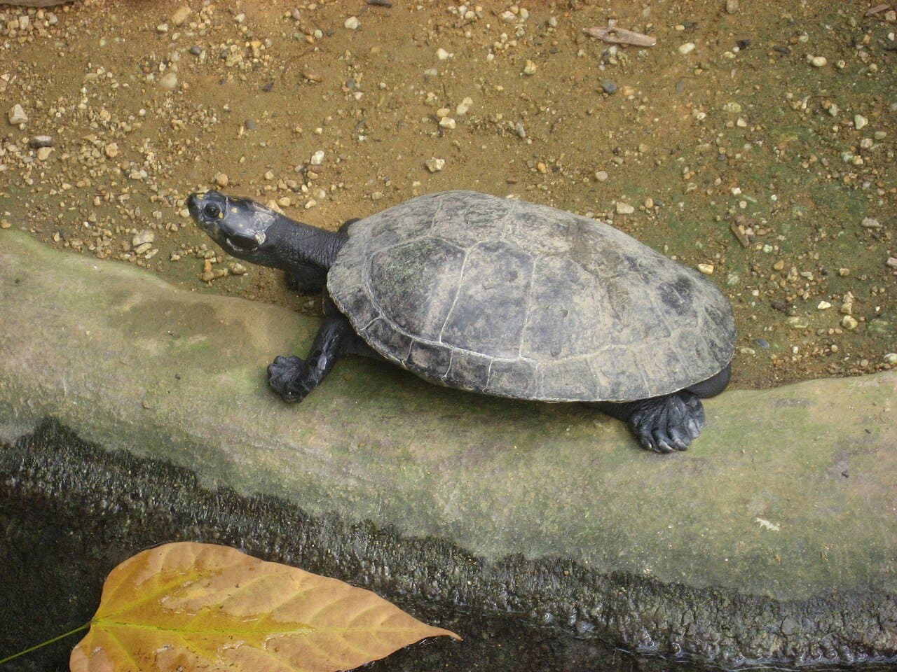 A yellow-spotted Amazon river turtle on a stone ledge by water.