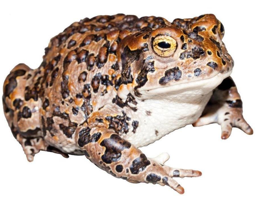 A bumpy, spotted female Yosemite toad on a white background.