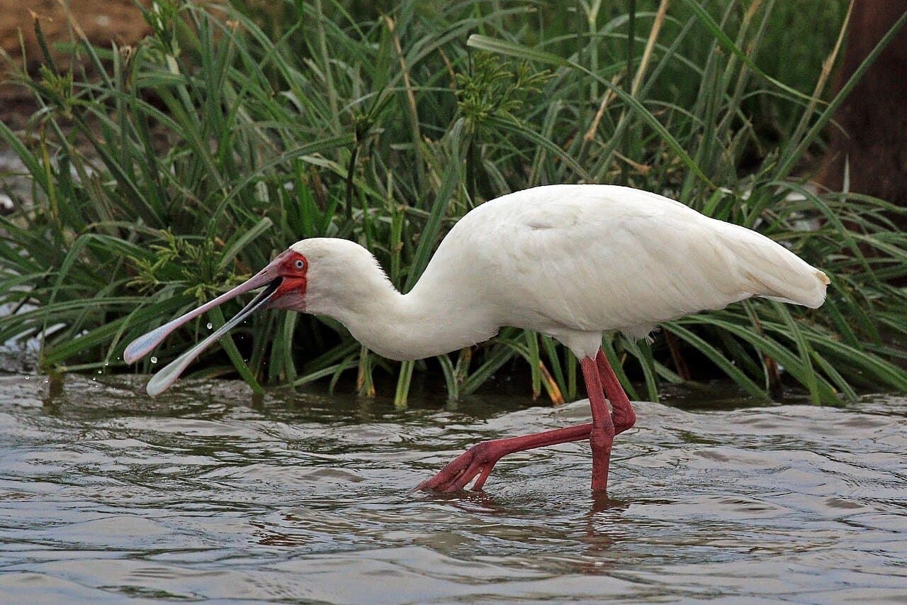 A white African spoonbill with a red face wading in shallow water.