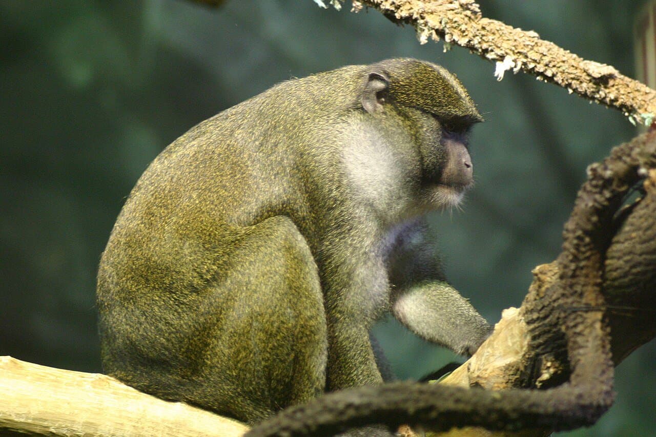 A greenish-gray Allen's swamp monkey sitting on a branch.