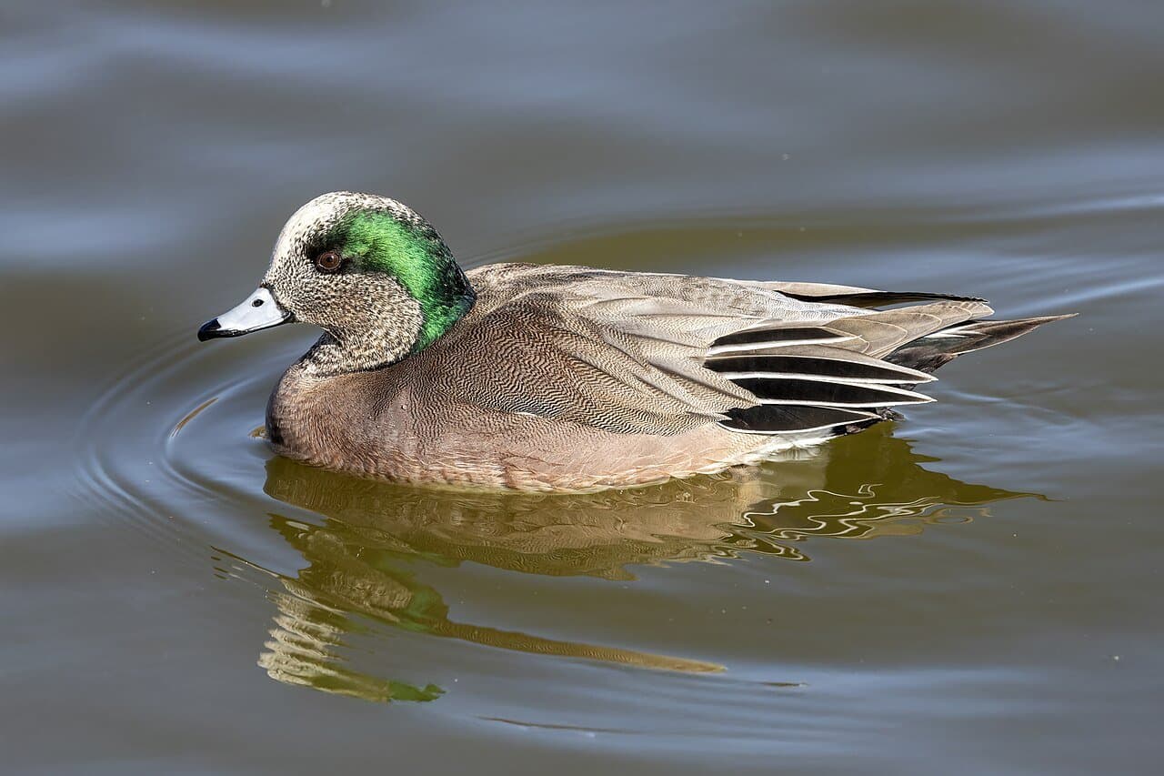 A male American wigeon with a green eye patch swimming.
