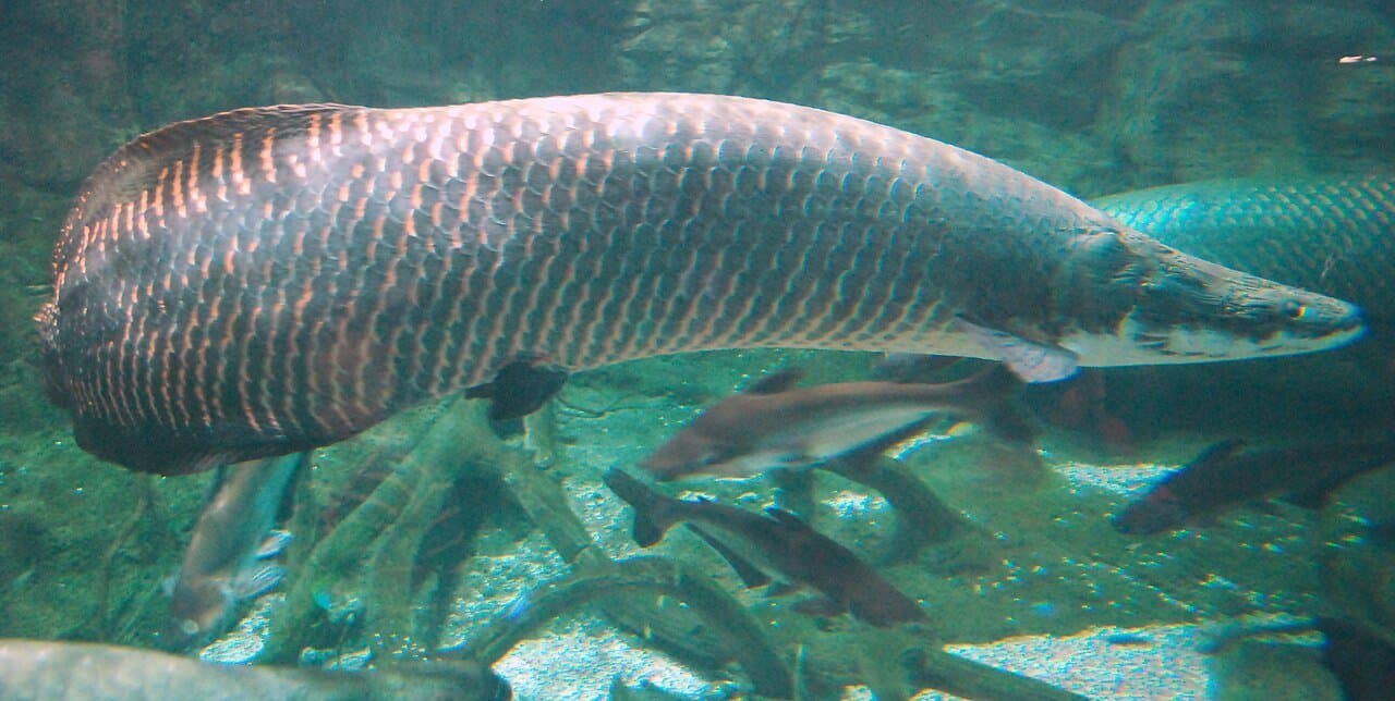 A huge arapaima swimming in a tank with other fish.