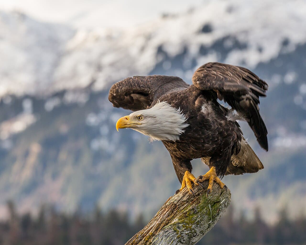 A bald eagle with its wings raised, about to take off from a tree stump in Alaska.
