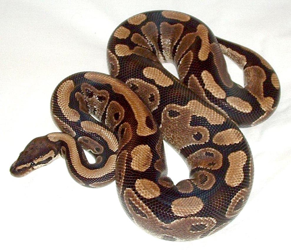 A coiled ball python with brown and tan markings on a white background.