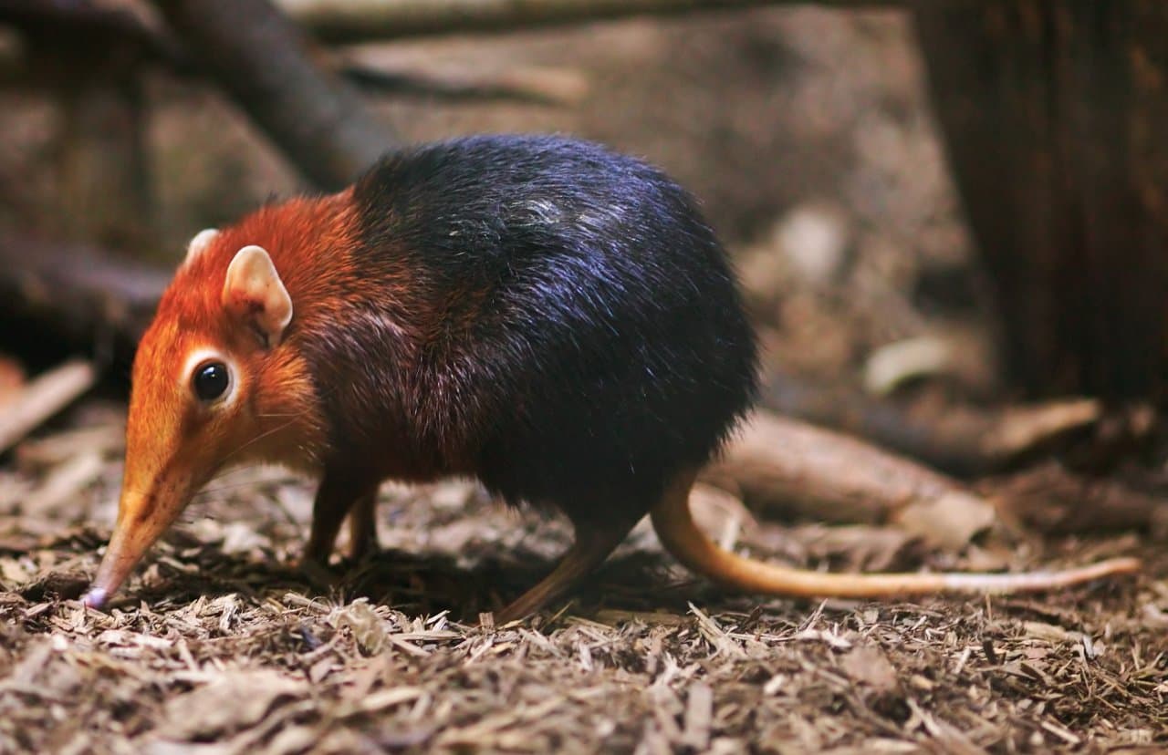 A black and rufous elephant shrew with a long nose on the forest floor.
