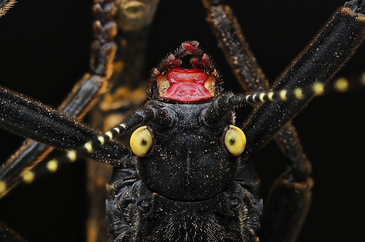 Close-up of a black beauty walking stick's black head with yellow eyes and a red mouth.
