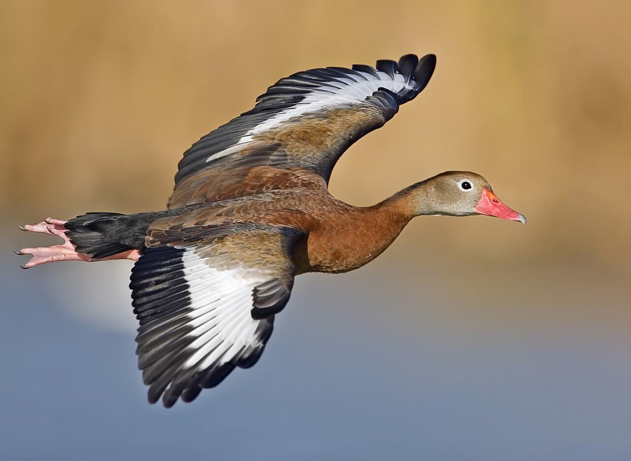 A black-bellied whistling duck with a pink bill flying.