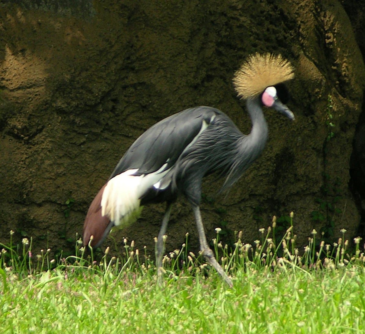 A black crowned crane with a golden feather crown walking on grass.
