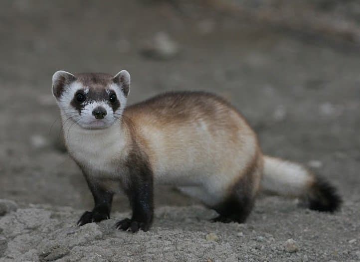 A black-footed ferret with a dark face mask standing on dirt.