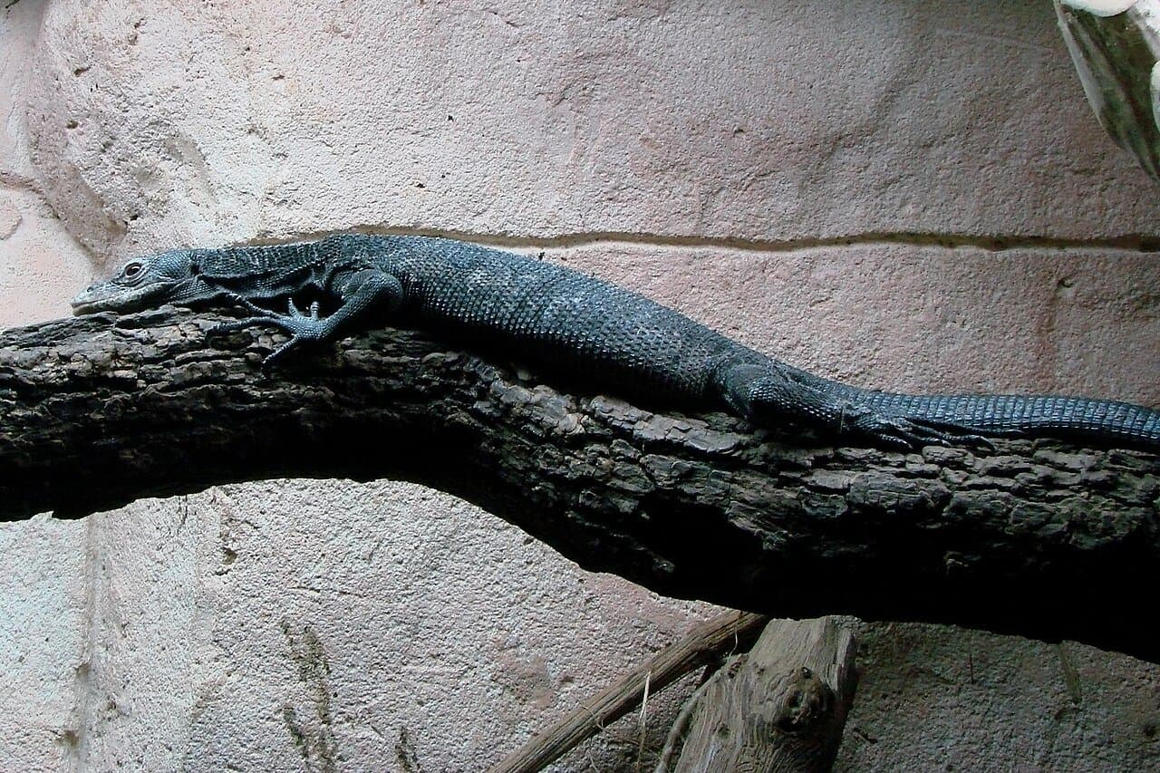 A shiny black tree monitor lizard lying along a branch.