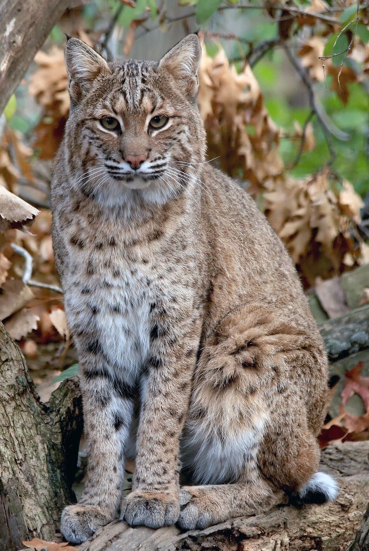 A spotted bobcat sitting among dry leaves.
