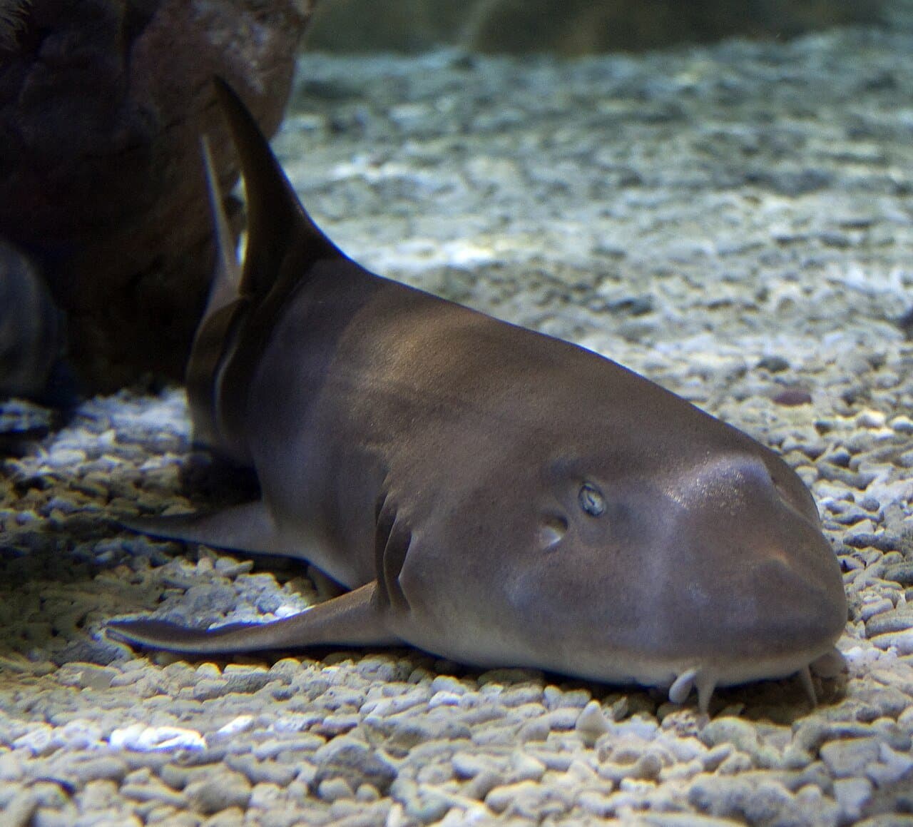 A brown-banded bamboo shark resting on a gravel bottom.