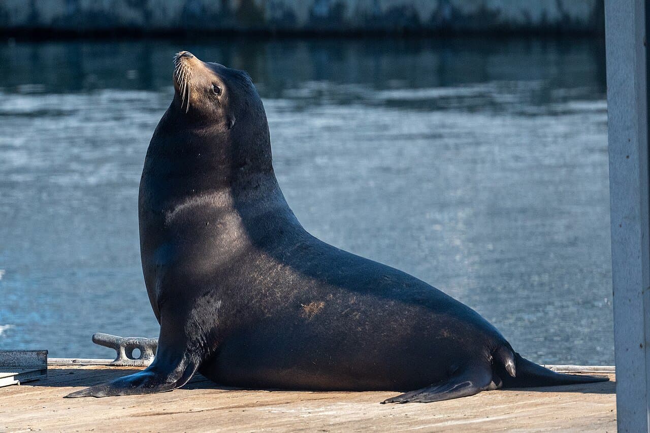 A dark California sea lion sitting up on a dock.