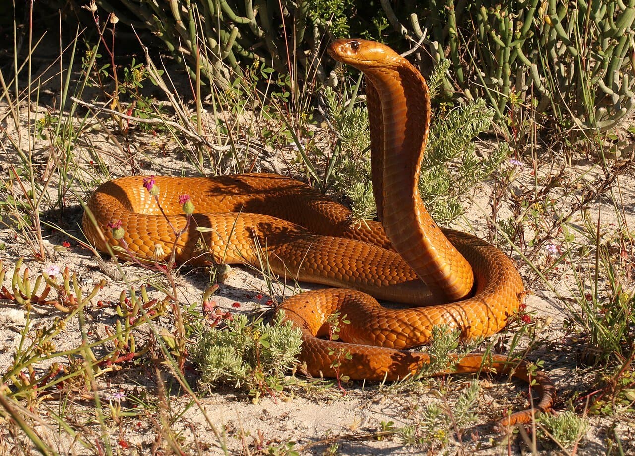 A golden-orange Cape cobra raised up with its hood spread.