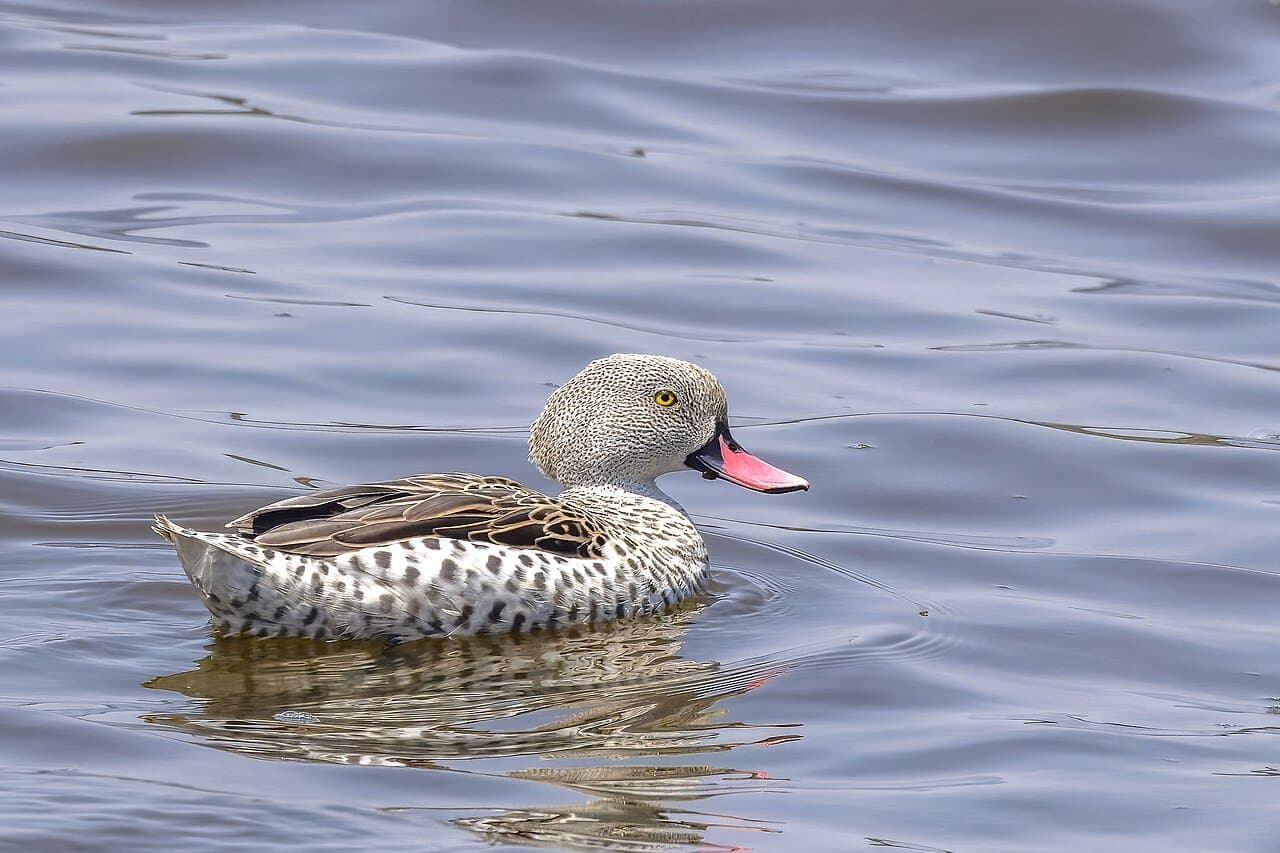 A speckled gray Cape teal with a pink bill swimming.