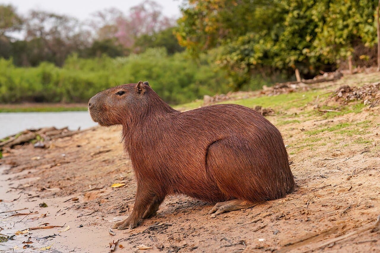 A brown capybara resting on a sandy riverbank.