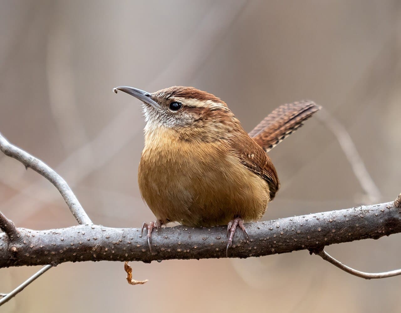 A cinnamon-brown Carolina wren with a pale eyebrow stripe on a branch.