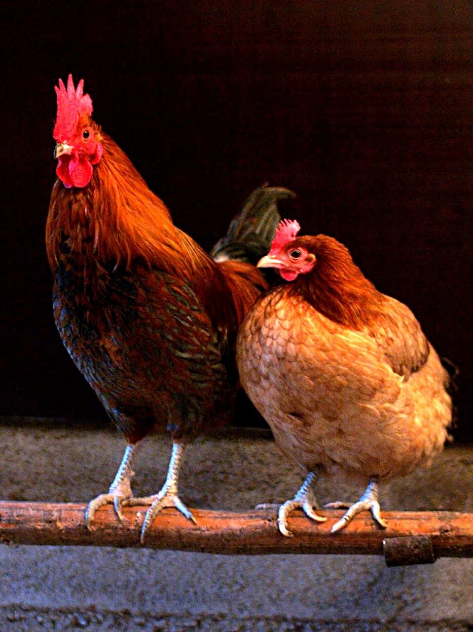 A red rooster and a brown hen sitting side by side on a perch.