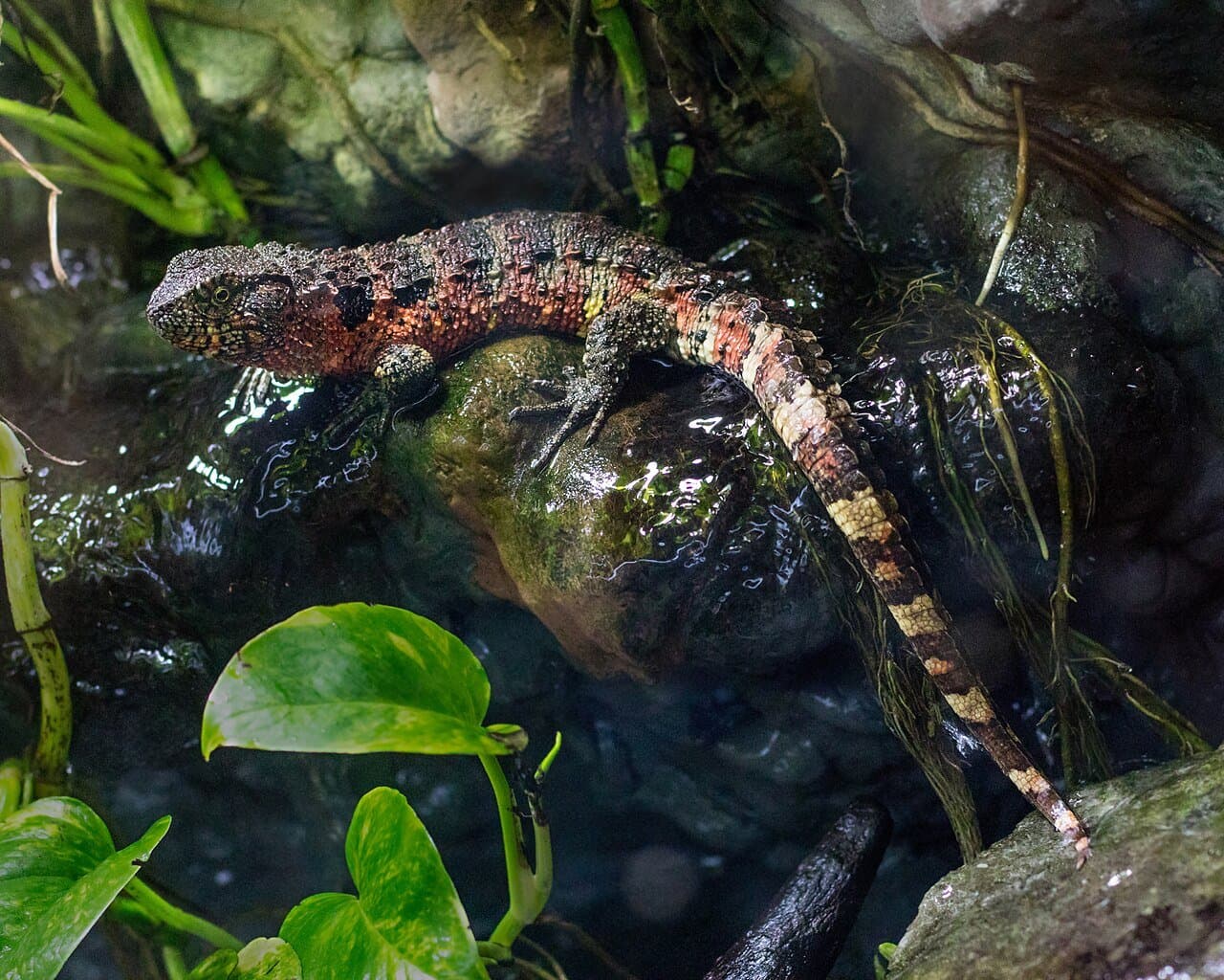 A Chinese crocodile lizard with red-orange markings on a mossy rock.