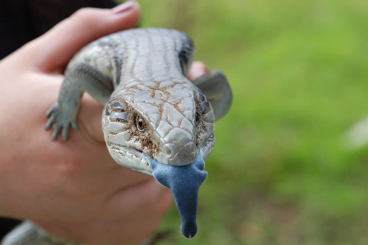 A gray common blue-tongued skink sticking out its blue tongue while being held.